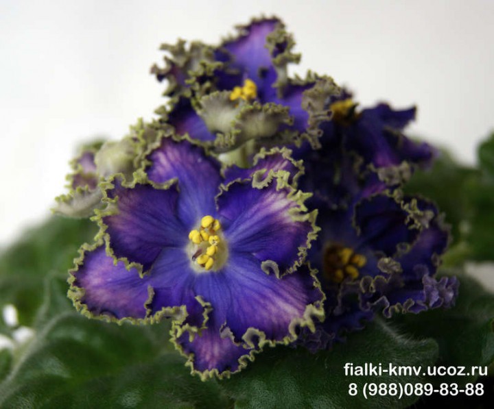 Продам деток фиалок по 50 руб