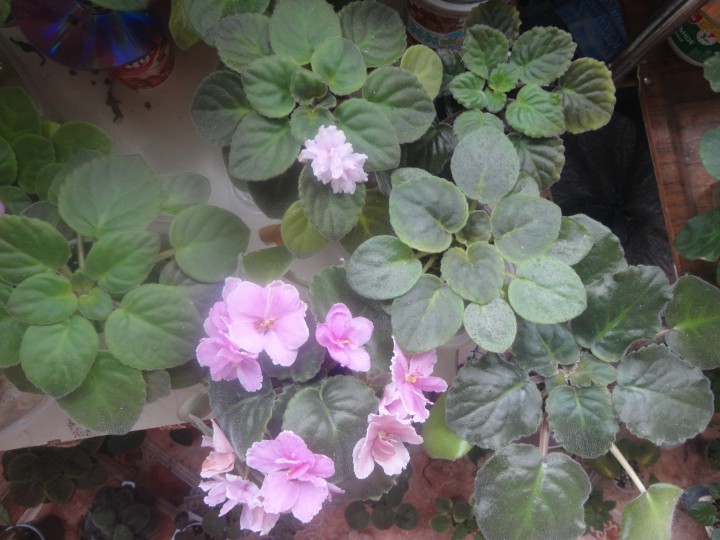 Фиалки отдам даром