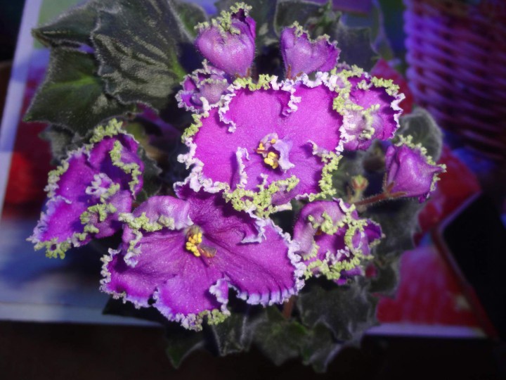 Фиалки отдам даром