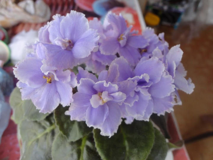 Фиалки отдам даром