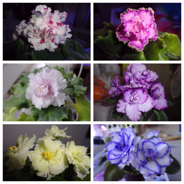 Продам растения