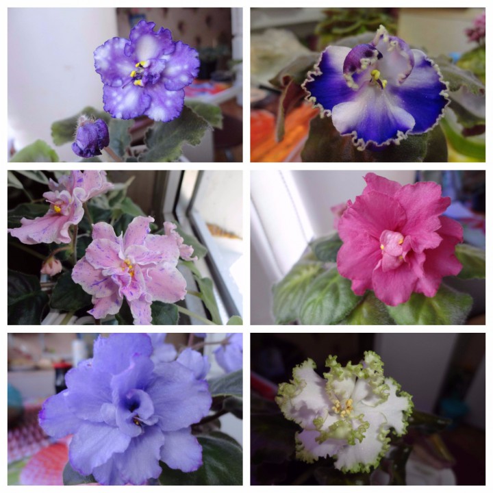 Продам растения