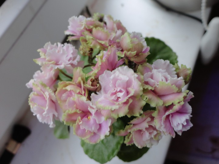 Продам набор из 6 деток мини и полумини фиалок