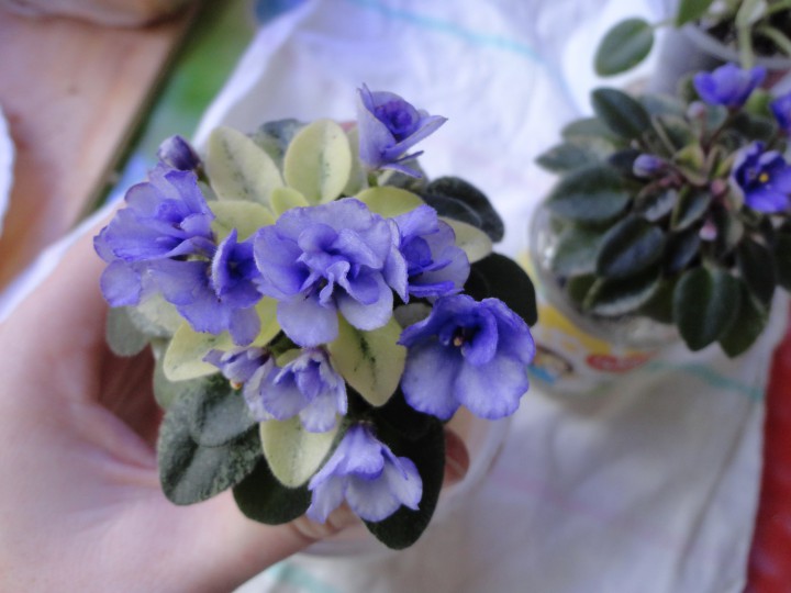 Продам набор из 6 деток мини и полумини фиалок