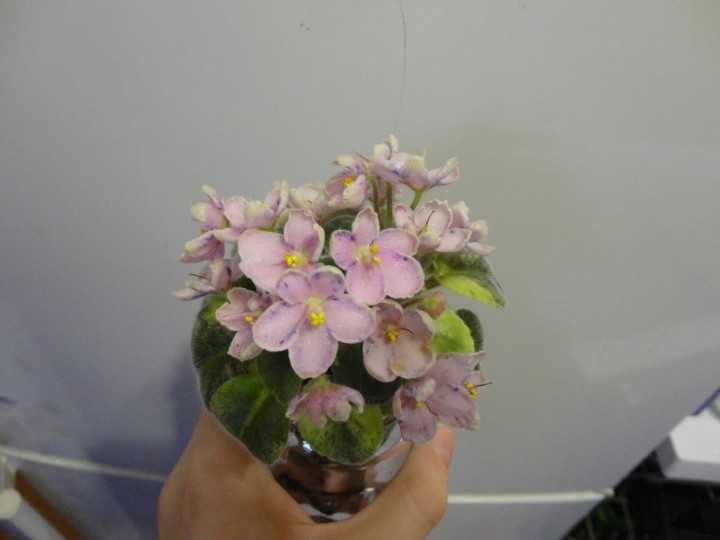 Продам набор из 6 деток мини и полумини фиалок