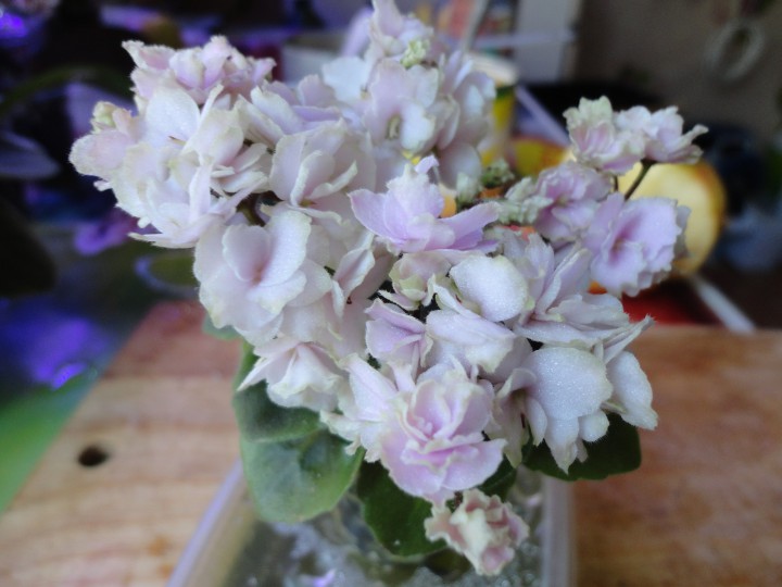 Продам набор из 6 деток мини и полумини фиалок