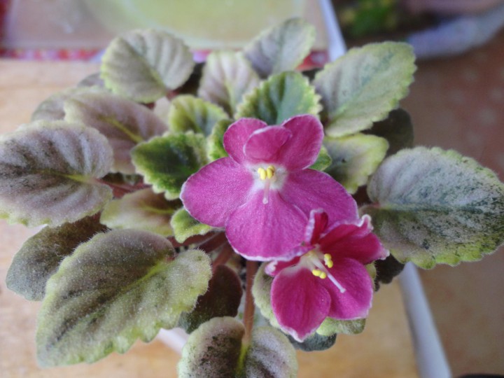 Продам набор из 6 деток мини и полумини фиалок