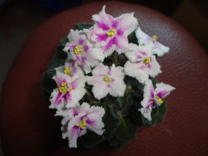 Продам набор из 6 деток мини и полумини фиалок
