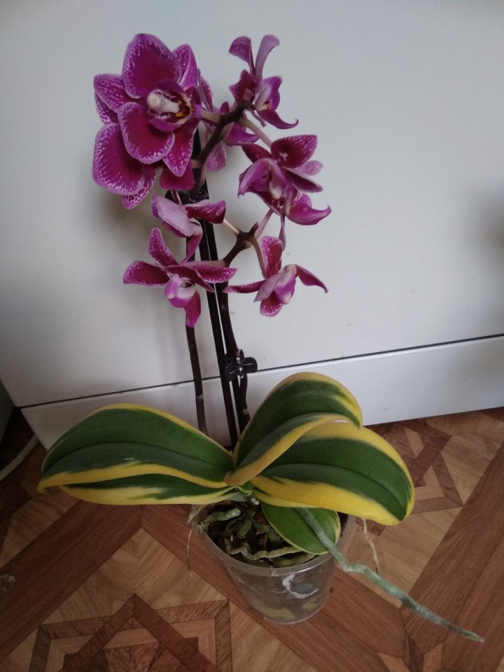 Продам орхидеи