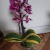 Продам орхидеи