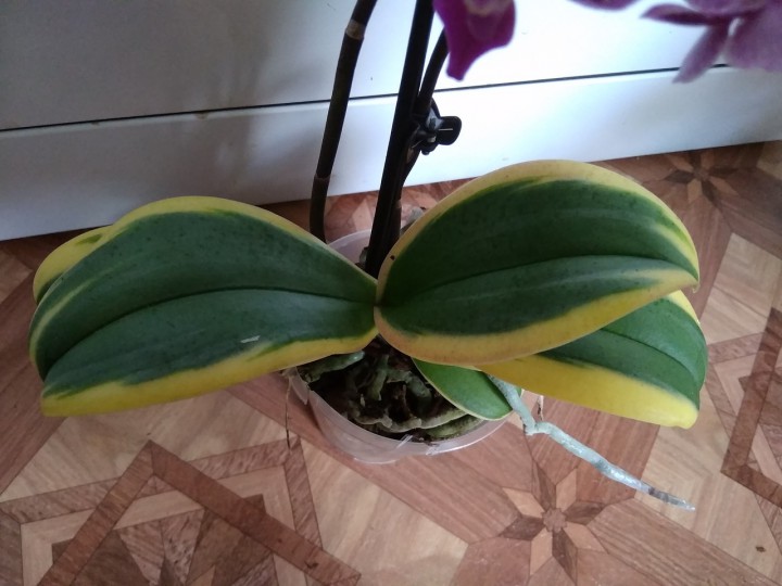 Продам орхидеи