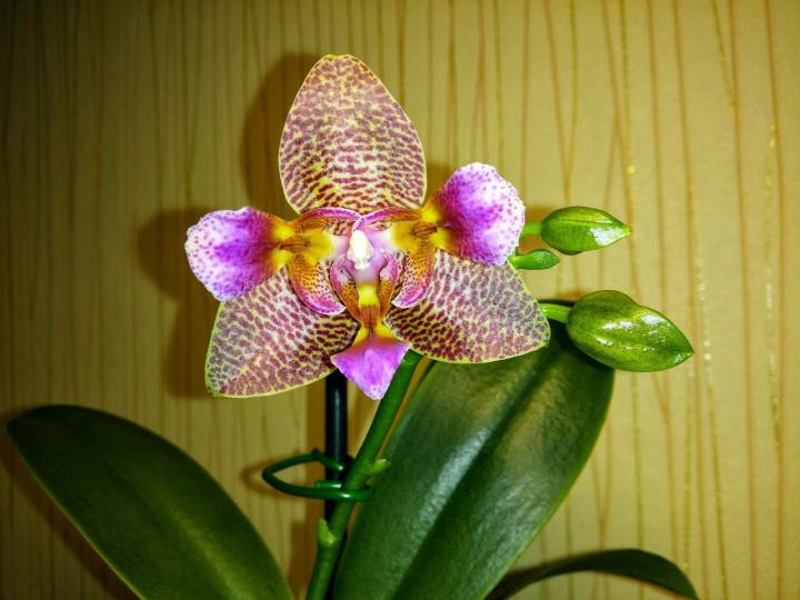 Продам орхидеи