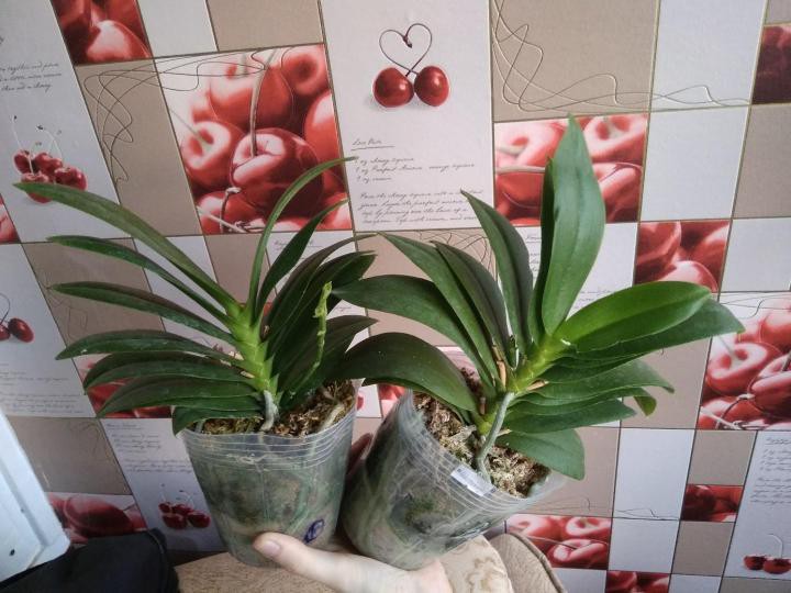 Продам орхидеи