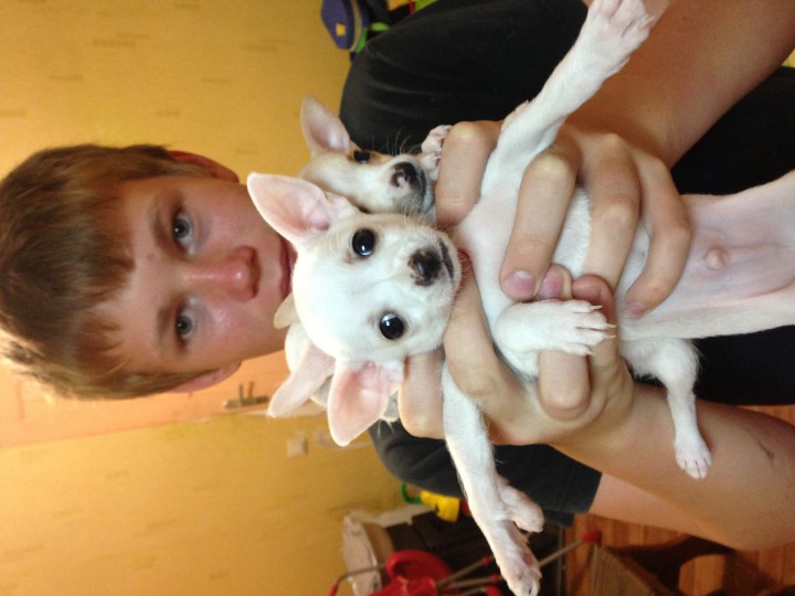 Чихомальчики