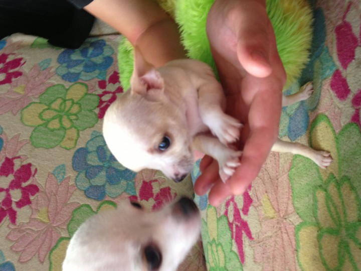 Чихомальчики