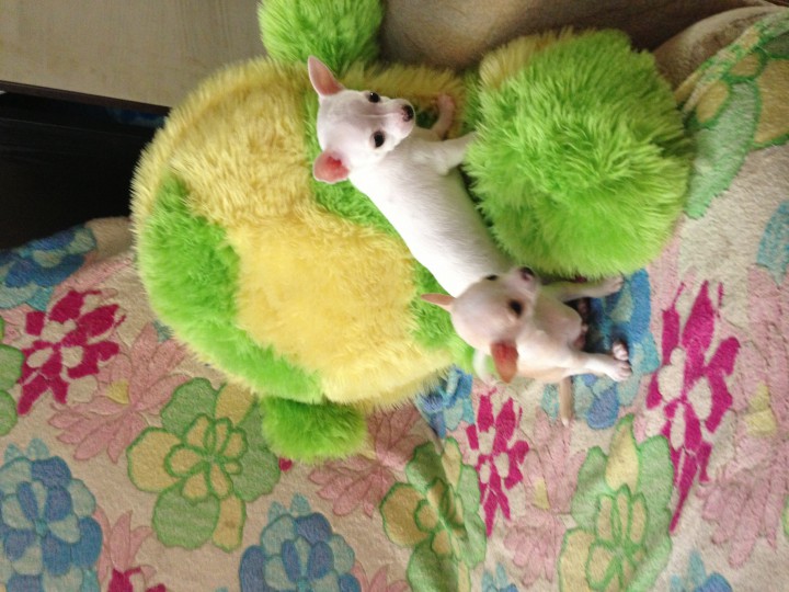 Чихомальчики