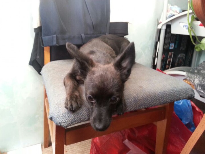 добрый,ласковый той-терьер ищет любящих хозяевов