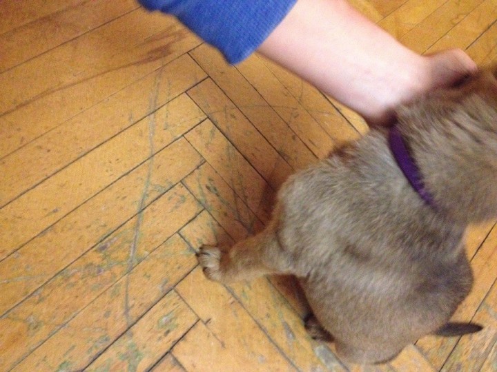 Найден щенок