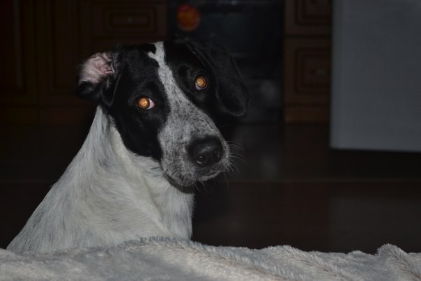 Собака в добрые руки(помесь пойнтера и курцхаара)