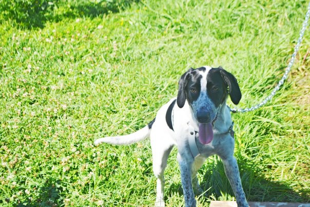 Собака в добрые руки(помесь пойнтера и курцхаара)