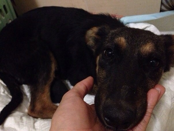 В добрые руки собака (помесь с овчаркой)