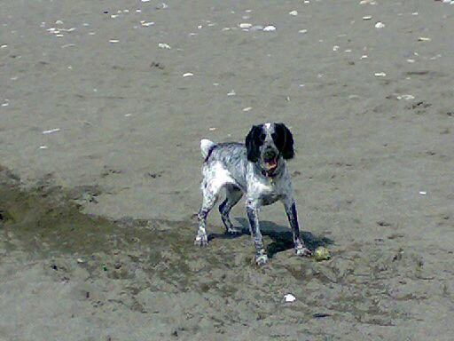 Пропала собака ! 