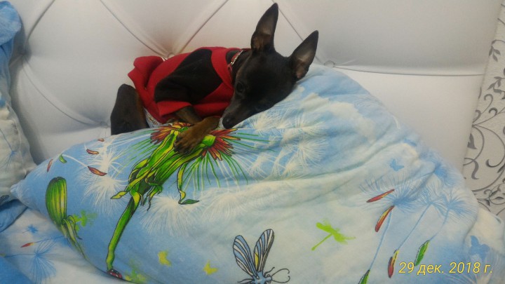 Пропала собака