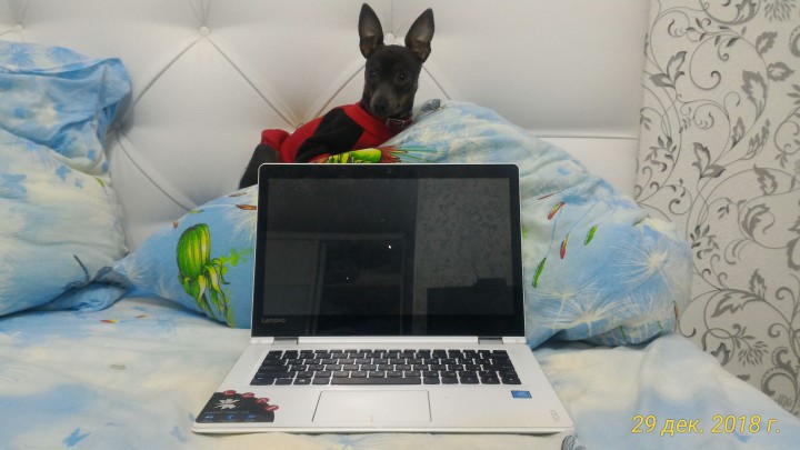 Пропала собака