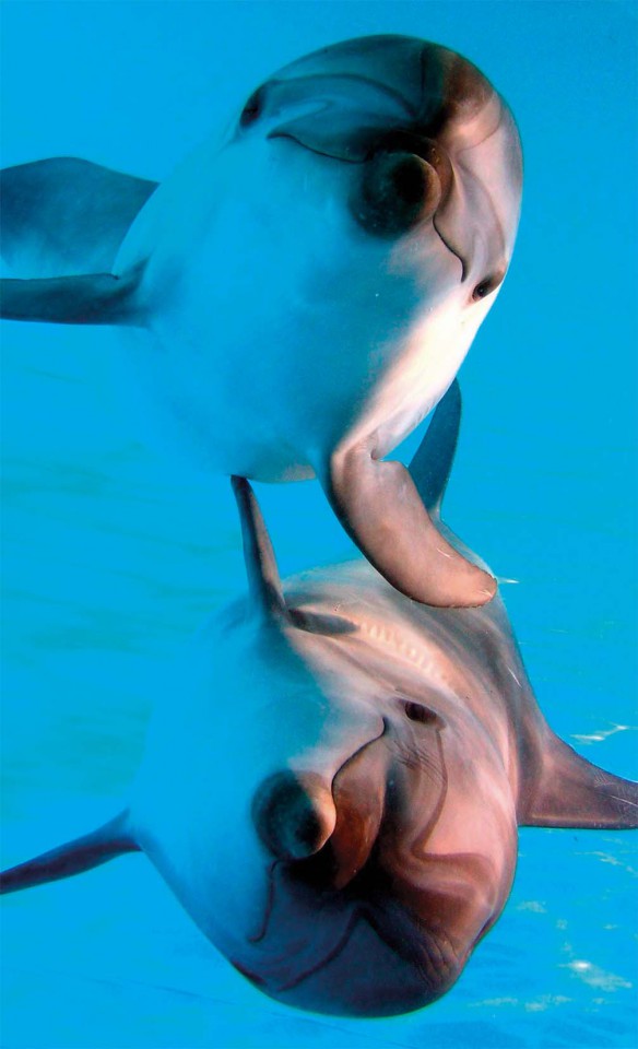 Дайвинг с дельфинами