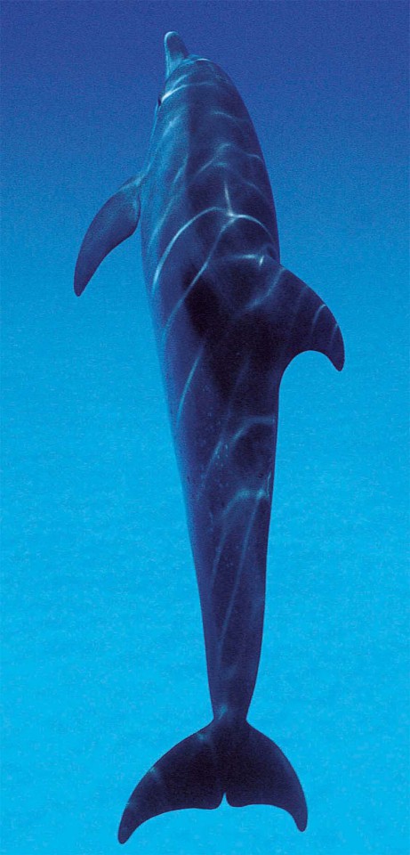 Дайвинг с дельфинами