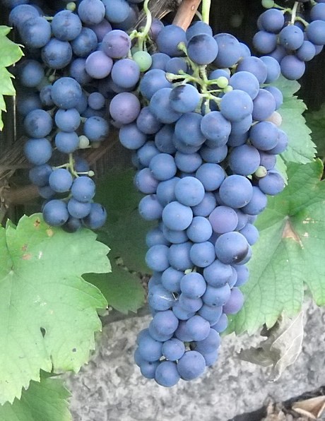 Куплю виноград Саперави