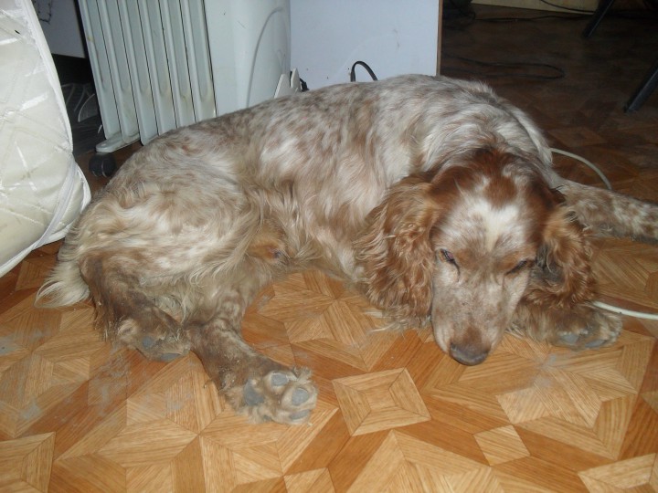 НАЙДЕНА СОБАКА!