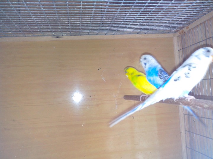 продам попугая