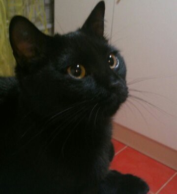 Потерялась кошка