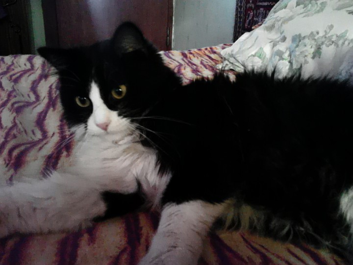 сдам двухкомнатную