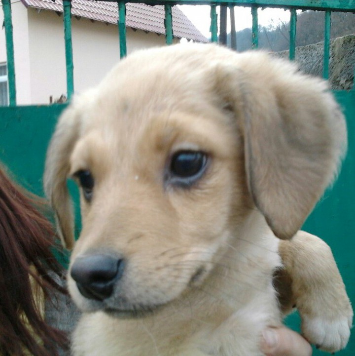 Нужен корм !