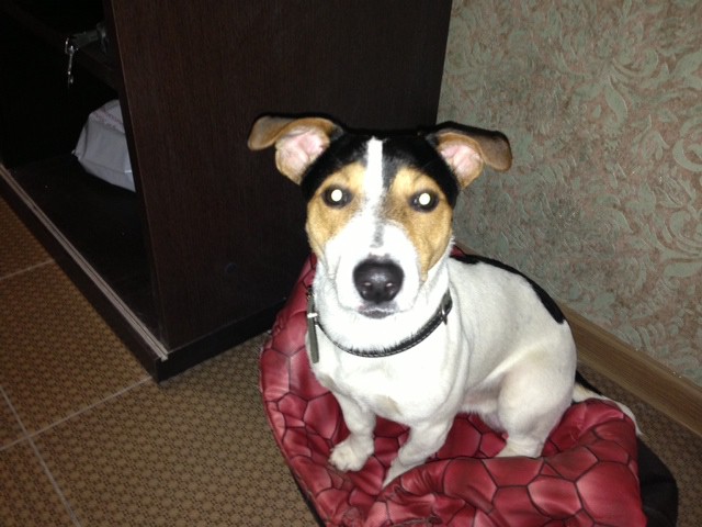 Пропала собака породы Джек Рассел терьер