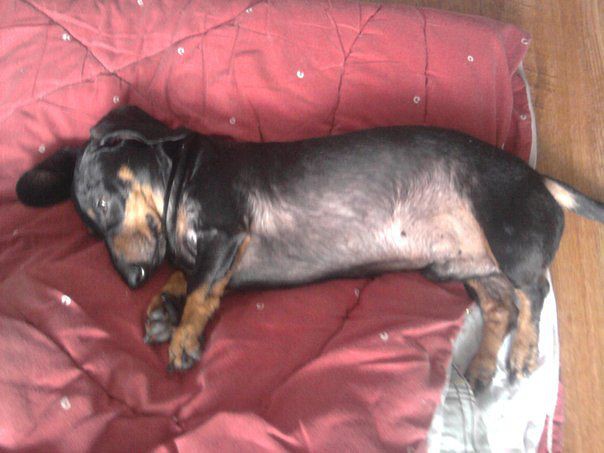 Пропала Такса