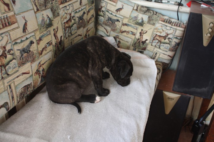 Щенок срочно ищет дом!!!