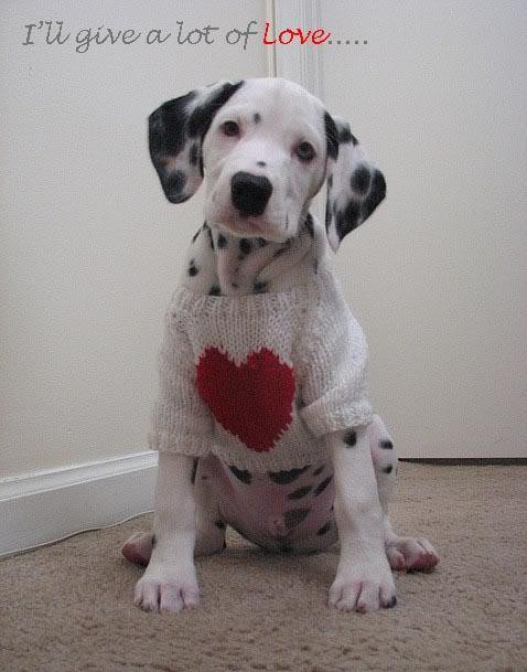 кто потерял далматина