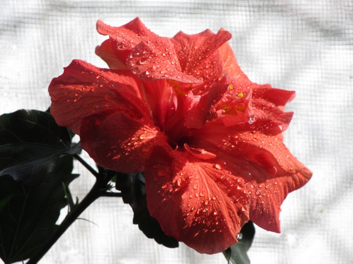 куплю 2 билета на 13 марта на ледовое шоу "Мы чемпионы" в Айсбер