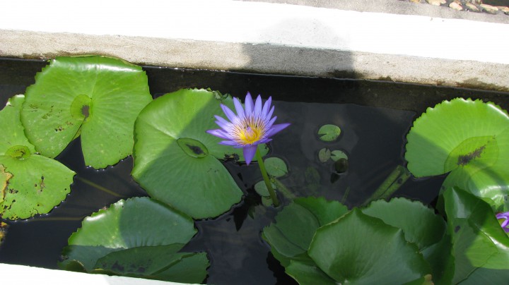 куплю билеты на закрытие паралимпиады