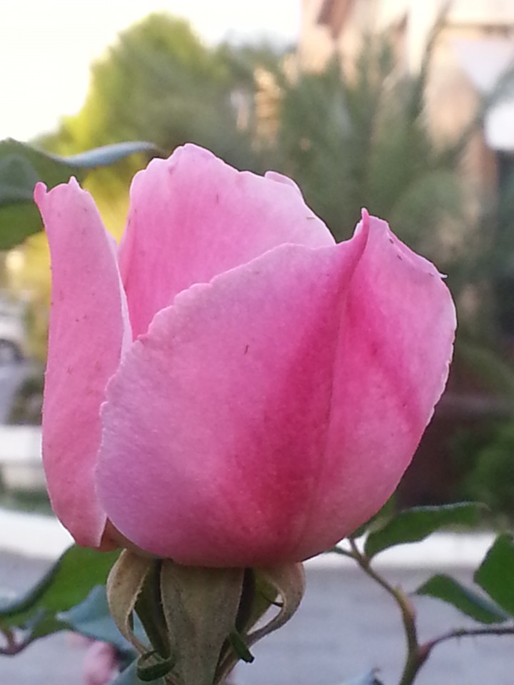 Куплю билет на закрытие ПараОлимпиады.