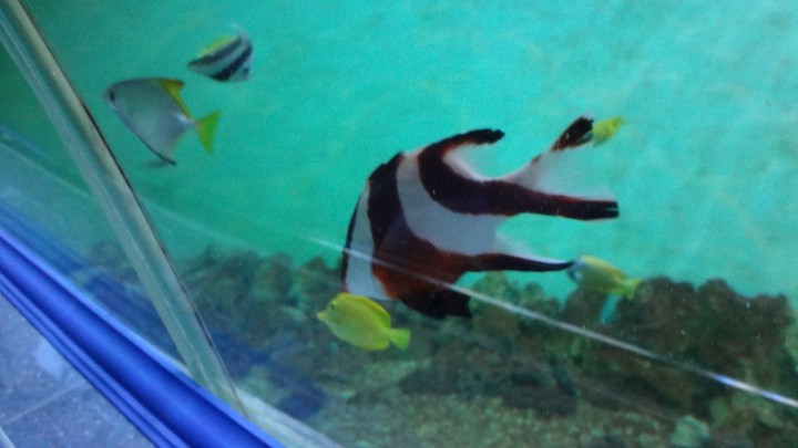 продам 2 билета 15 марта 13-00 на Паралимп.Игры следж-хоккей