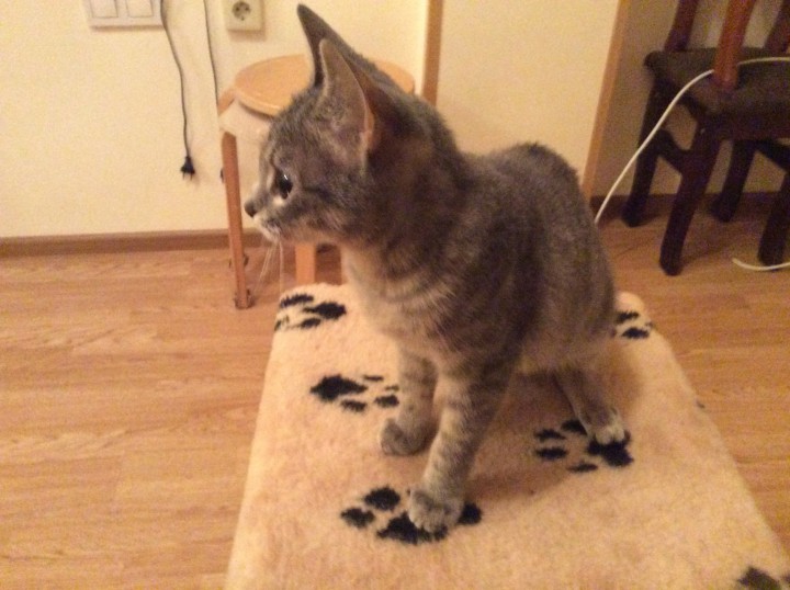 Нюша Кутузова идет дом