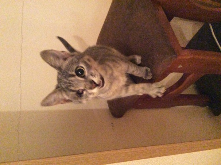 Нюша Кутузова идет дом