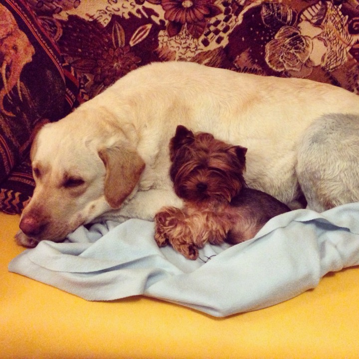 найден лабрадор