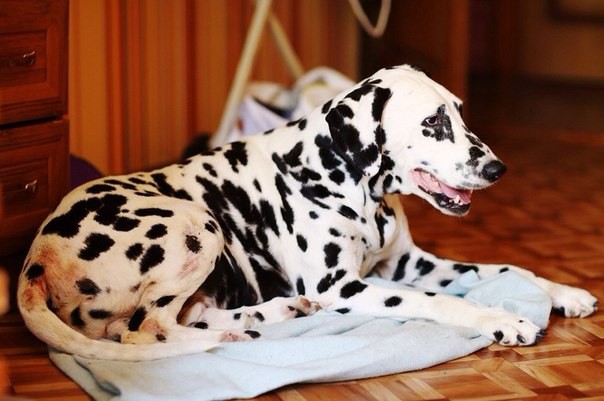 Далматин в добрые руки