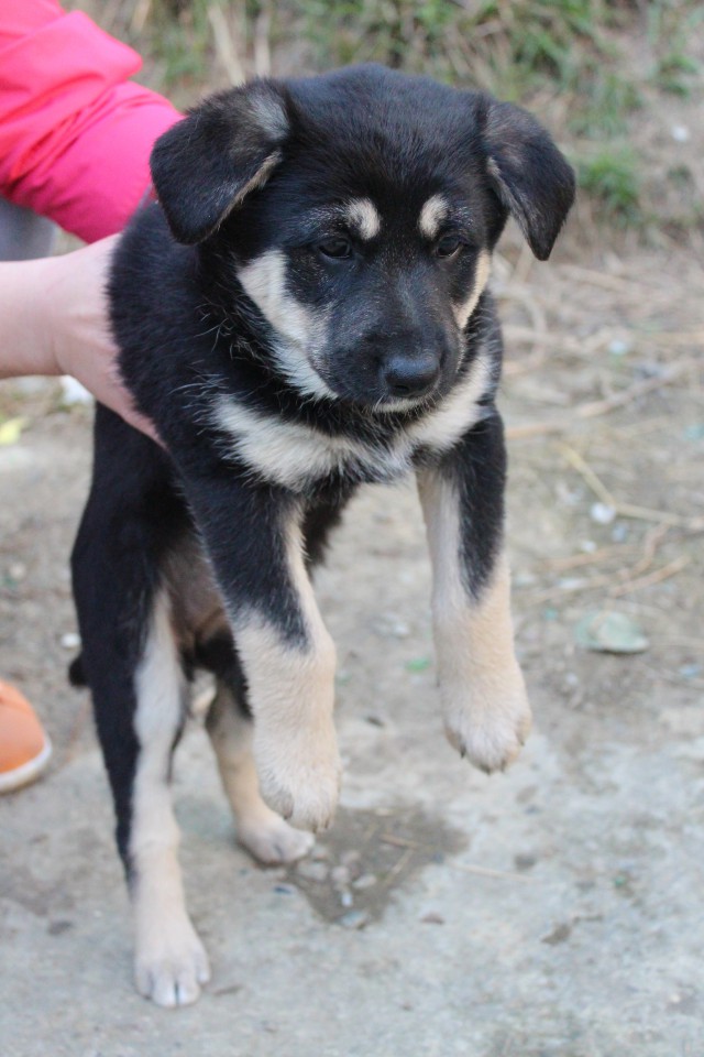 Щенок метис овчарки и ротвейлера в добрые руки