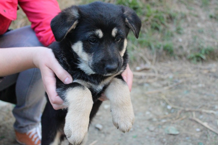 Щенок метис овчарки и ротвейлера в добрые руки